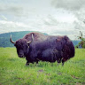 Meet your Posher, Firebird